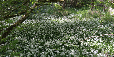 How to forage for wild garlic!
