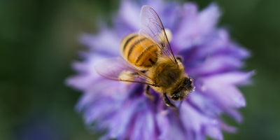 How to make your garden more bee-friendly