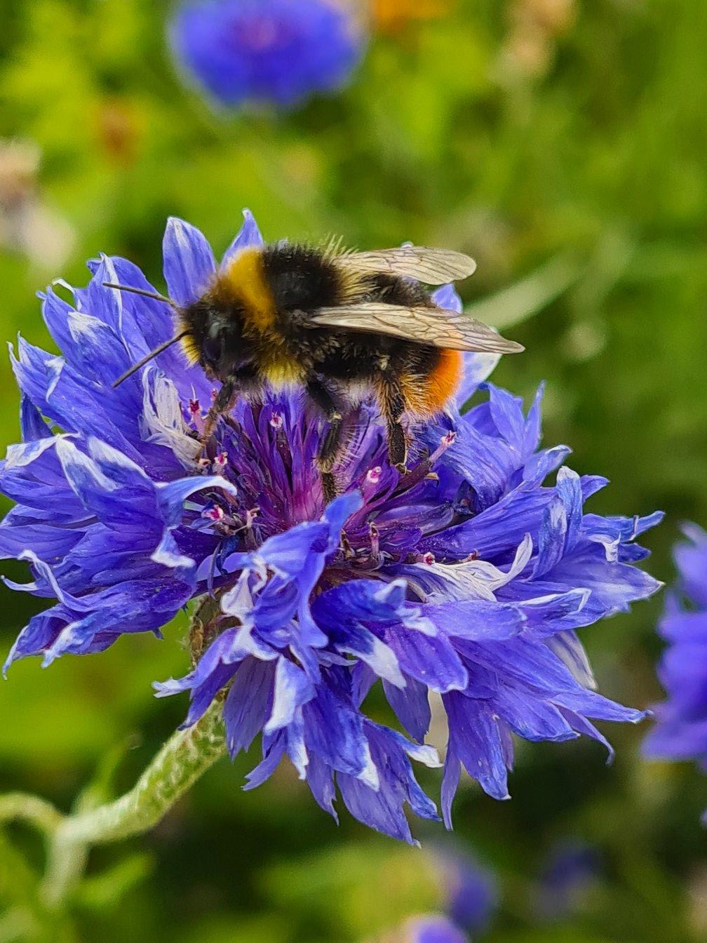 Get Crafty with 2025's Bee Inspired Challenge!